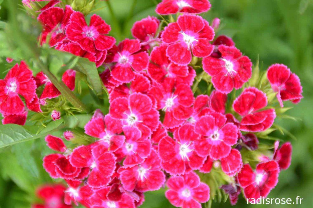 fleurs-murs-a-peches-montreuil-radis-rose