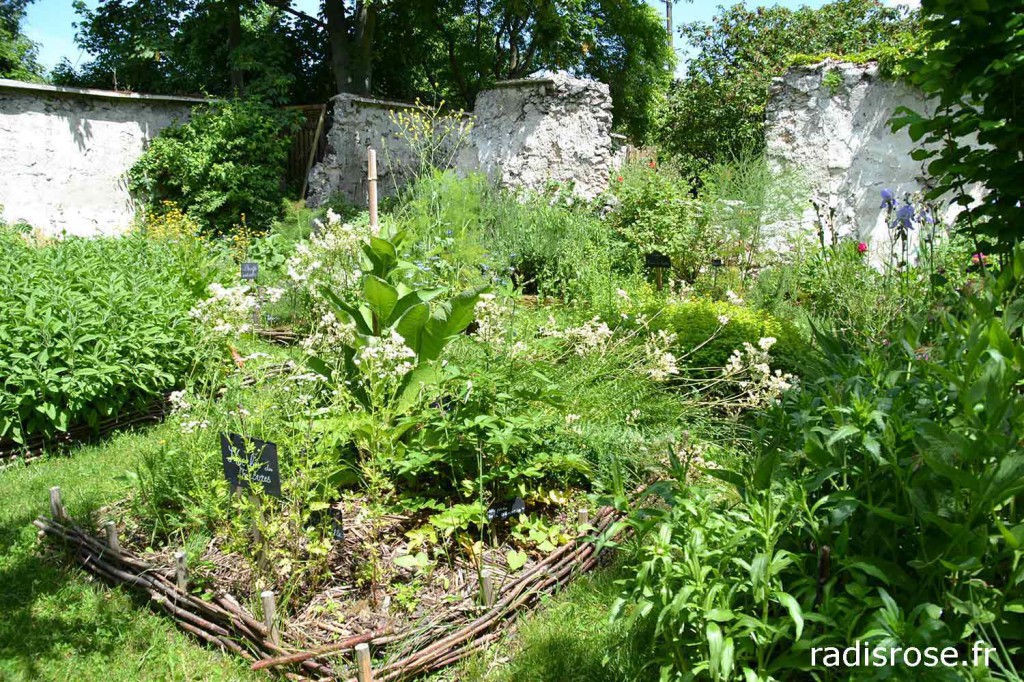 jardin-medieval-murs-a-peches-montreuil-radis-rose