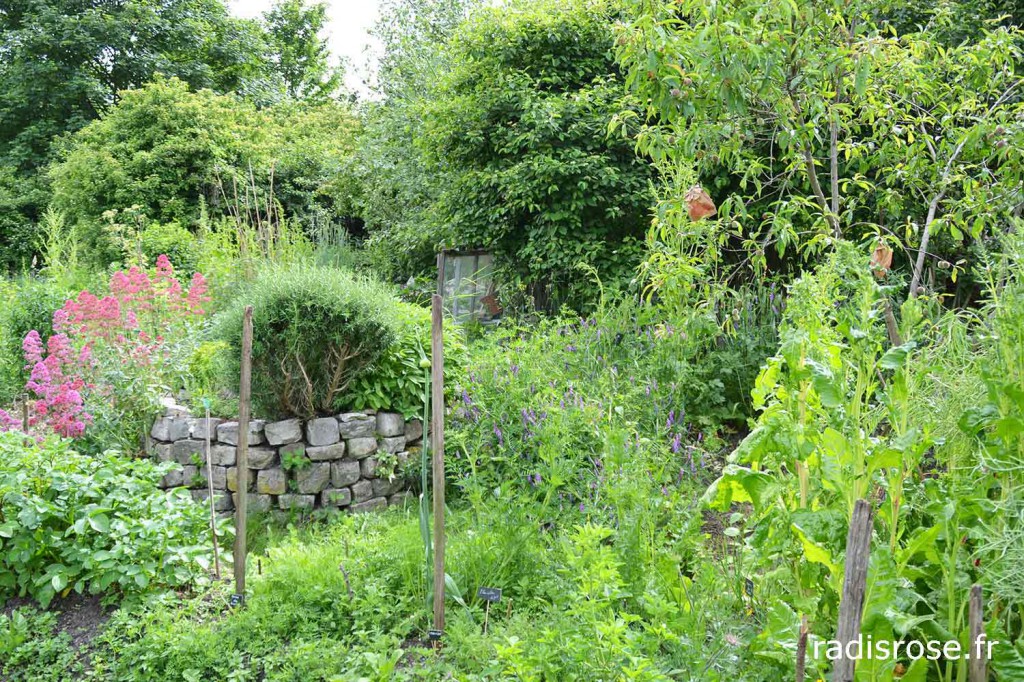 jardin-potager-murs-a-peches-montreuil-radis-rose