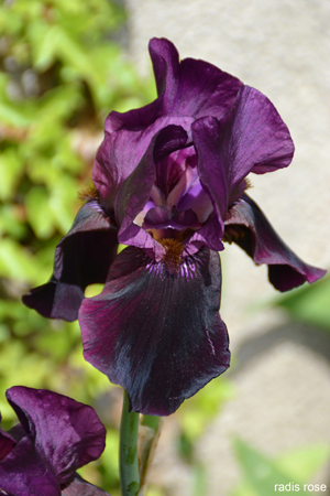 Les iris m’ont toujours évoqué une fleur avec ses pétales dessinées comme les pans d’une robe haute couture. Ceux d’Auvers sur Oise présentent une multitude de déclinaisons d’iris jaunes, pourpres et surtout bleu : indigo, bleu clair, bleu violet.