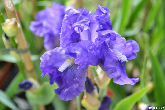 Les iris m’ont toujours évoqué une fleur avec ses pétales dessinées comme les pans d’une robe haute couture. Ceux d’Auvers sur Oise présentent une multitude de déclinaisons d’iris jaunes, pourpres et surtout bleu : indigo, bleu clair, bleu violet.