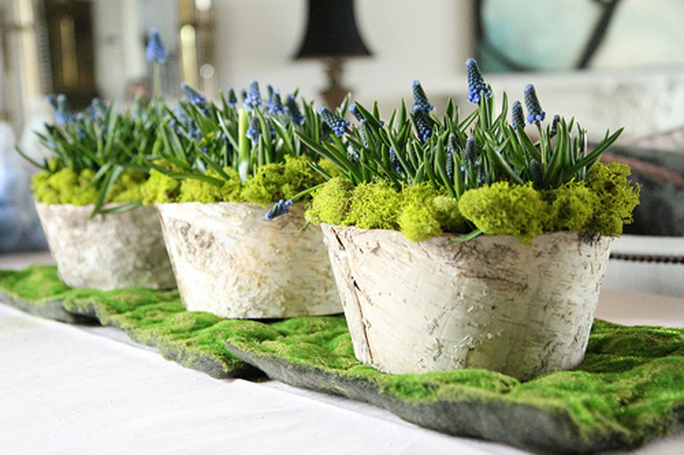 Muscari fleur bleue de printemps, Inspiration décoration de table de printemps par radis rose