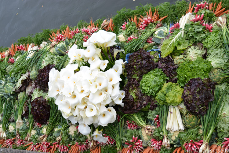 Le marché sur l’eau des hortillonnages à Amiens. Des barques remplies de légumes et fleurs viennent accoster sur le quai Bélu par radis rose