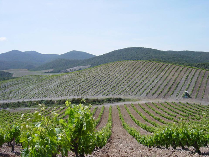 vin Fitou AOC du Languedoc par radis rose