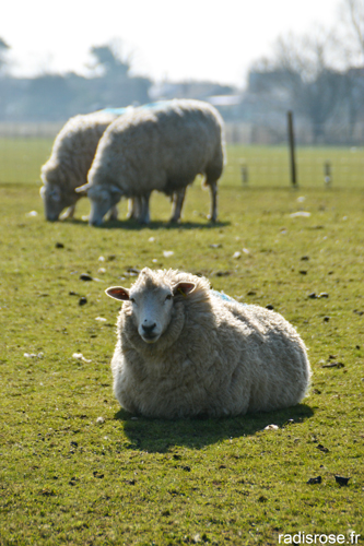 mode d'élevage des moutons et boeufs anglais en plein air pour une viande de qualité par radis rose
