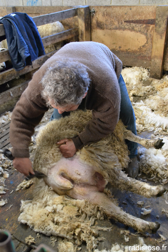 mode d'élevage des moutons et boeufs anglais en plein air pour une viande de qualité par radis rose