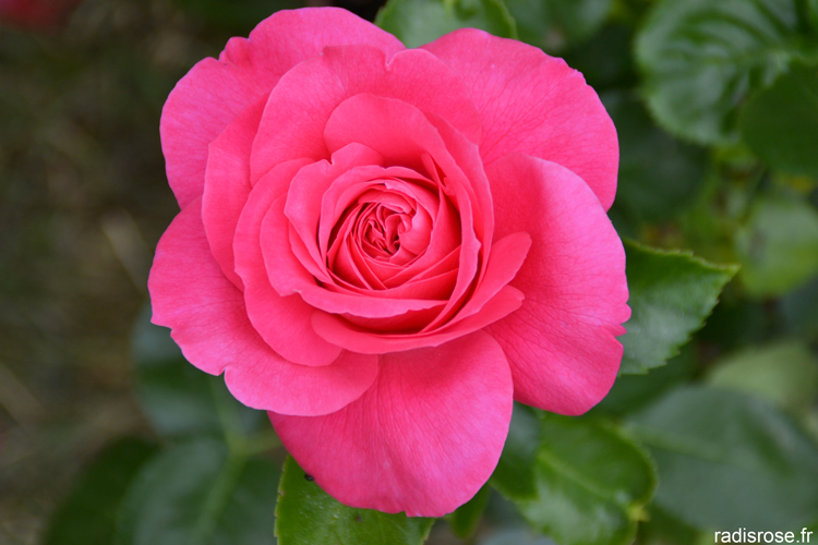 Les Journées de la Rose à l’Abbaye de Chaalis par radis rose