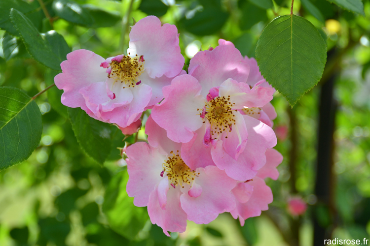 Les Journées de la Rose à l’Abbaye de Chaalis par radis rose