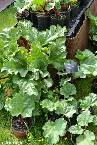 La rhubarbe du Domaine de la Source aux Journées des Plantes de Chantilly
