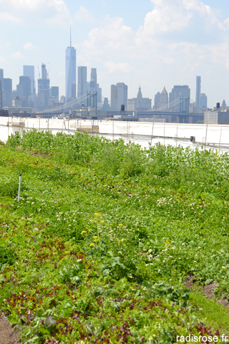 Visiter New York et Brooklyn en vélo et Brooklyn Grange farm, ferme urbaine par radis rose