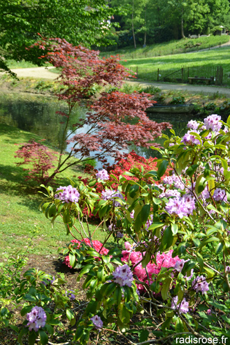 Le jardin japonais du Potager des Princes à Chantilly avec des azalées, des rhododendrons et des érables surplombe l’étang par radis rose