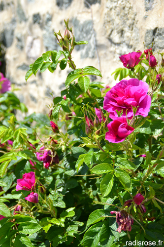 Port Dahouet en Bretagne par radis rose