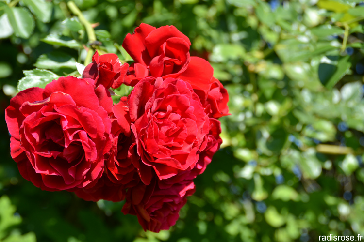 Vin de Chinon du château du Rivau. Le château du Rivau, situé près de Chinon, fait partie des châteaux de la loire. On y visite un château médiéval, le potager de Gargantua, classé conservatoire des anciennes variétés de légumes de la Centre, et de très jolis jardins classés jardin remarquable par radis rose.