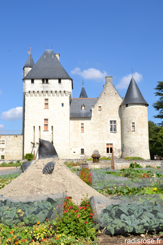 Le château du Rivau, situé près de Chinon, fait partie des châteaux de la loire. On y visite un château médiéval, un potager, classé conservatoire des anciennes variétés de légumes de la Centre, et de très jolis jardins classés jardin remarquable par radis rose.