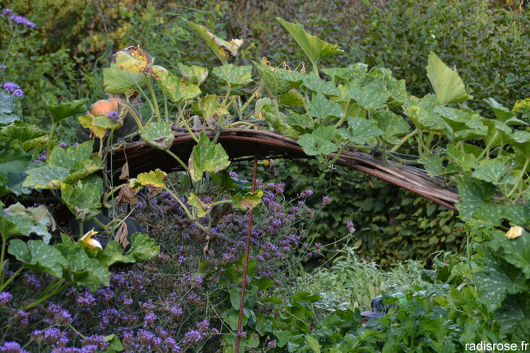 Jardins du siècle à venir au festival des jardins à Chaumont sur Loire par radis rose