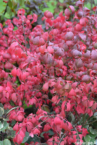 journées des plantes chantilly, couleurs et saveurs d'automne par radis rose