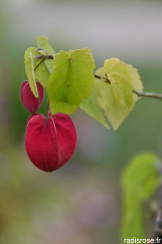 journées des plantes chantilly, couleurs et saveurs d'automne par radis rose