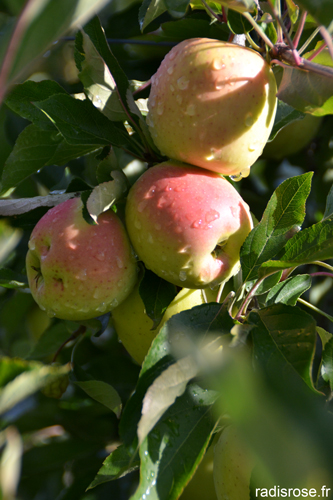 vergers de la pomme Tentation, la variété Delblush créee par Delbard par radis rose