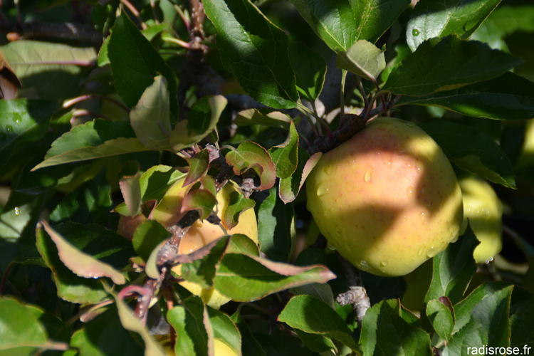 vergers de la pomme Tentation, la variété Delblush créee par Delbard par radis rose