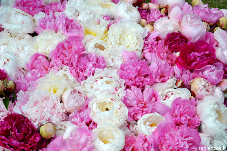 Recette cake rhubarbe badiane orange et la fête des plantes à Chantilly par radis rose blog voyage gourmand