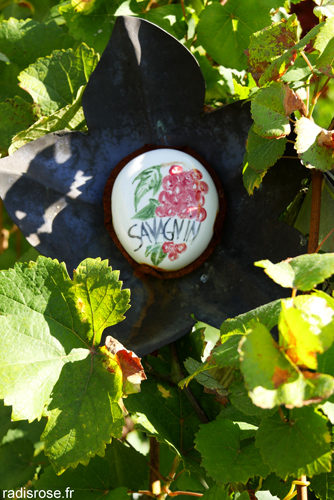 savagnin à chateau-chalon sur la route des vins du jura par radis rose #jura #vin #vignobles #france