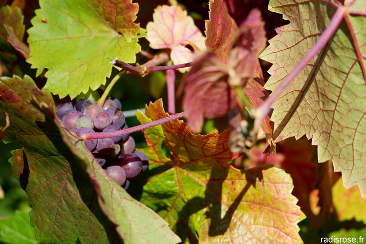 sur la route des vins du jura par radis rose #jura #vin #vignobles #france