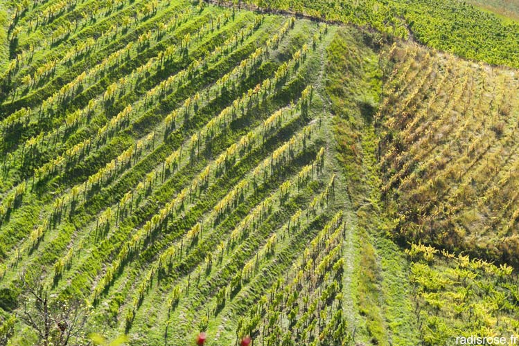 vin jaune chateau-chalon sur la route des vins du jura par radis rose #jura #vin #vignobles #france