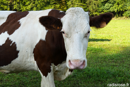 balade en VTT dans le Jura et vaches qui produisent du Comté