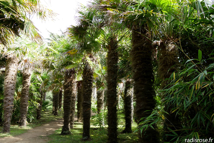 palmeraie, Le jardin botanique de Vauville dans le Cap Cotentin près de Cherbourg en Normandie