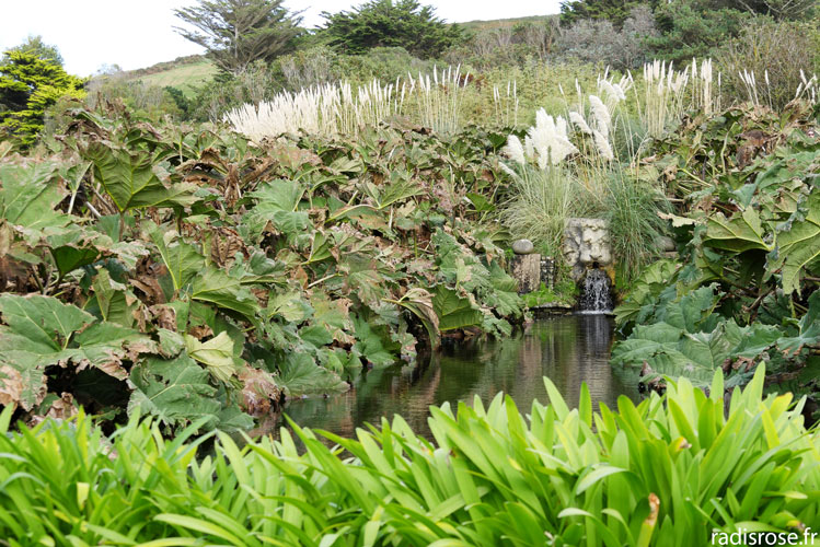 gunneras, Le jardin botanique de Vauville dans le Cap Cotentin près de Cherbourg en Normandie