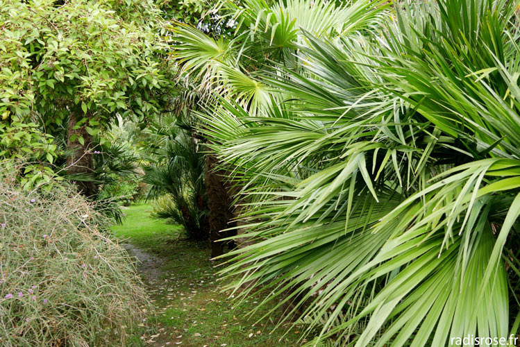 palmiers, Le jardin botanique de Vauville dans le Cap Cotentin près de Cherbourg en Normandie