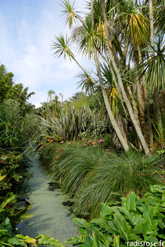 palmier, Le jardin botanique de Vauville dans le Cap Cotentin près de Cherbourg en Normandie