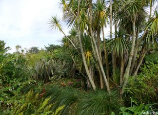 palmiers, Le jardin botanique de Vauville dans le Cap Cotentin près de Cherbourg en Normandie