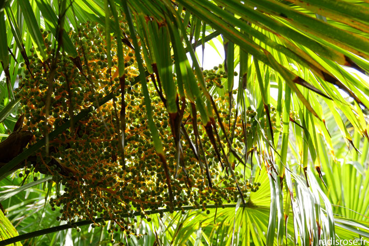 dattes dans palmiers, Le jardin botanique de Vauville dans le Cap Cotentin près de Cherbourg en Normandie