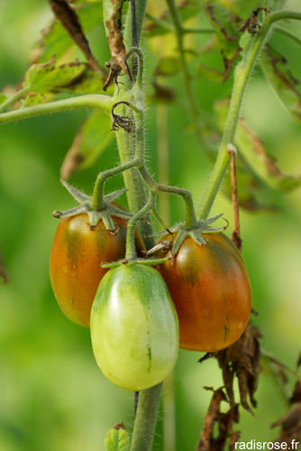 tomates, Les Jardins de Grusse maraîchers en biodynamie dans le Jura Sud du Revermont
