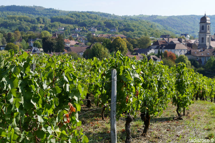 vignobles à Arbois dans le Jura