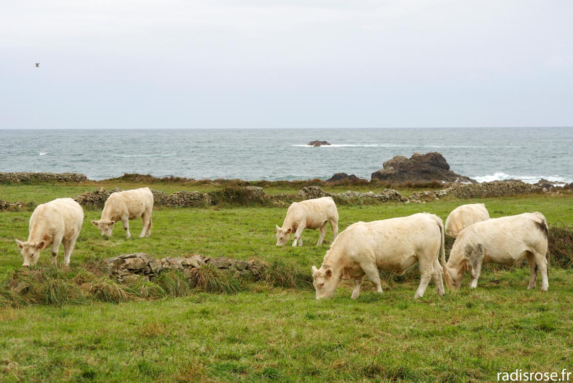 Week-end dans le Cap Cotentin en Normandie, Randonnée sur le sentier du littoral dans la petite Irlande, vaches dans la petite Irlande