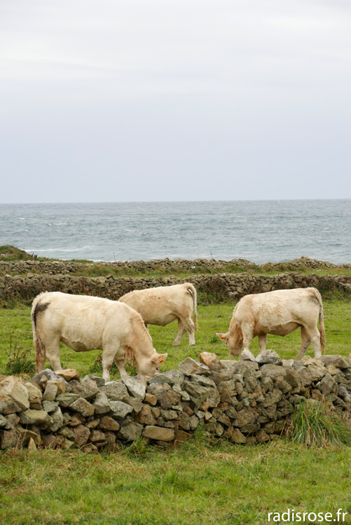 Week-end dans le Cap Cotentin en Normandie, Randonnée sur le sentier du littoral dans la petite Irlande, vaches dans la petite Irlande
