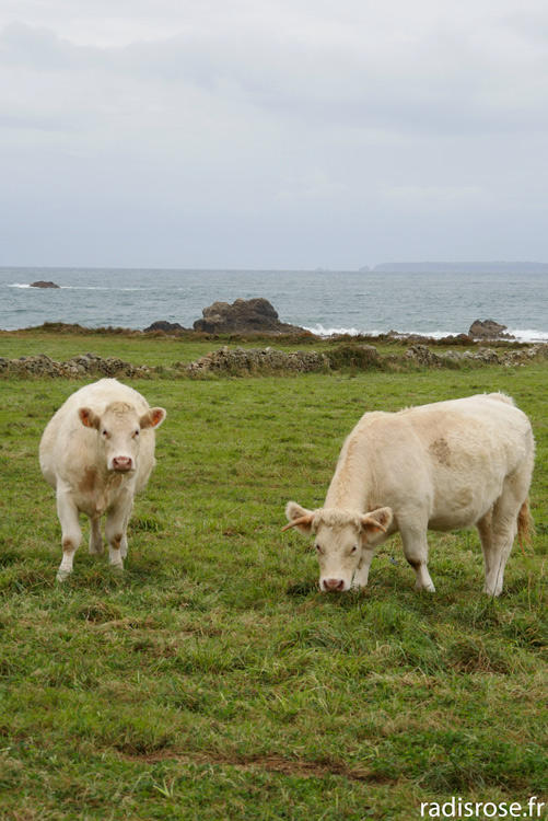Week-end dans le Cap Cotentin en Normandie, Randonnée sur le sentier du littoral dans la petite Irlande, vaches au bord de la mer