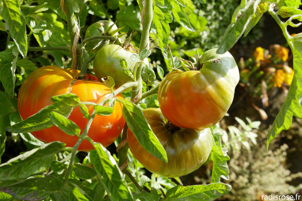 tomates, Farmhouse, agriculture urbaine, un potager sur les toits à Paris