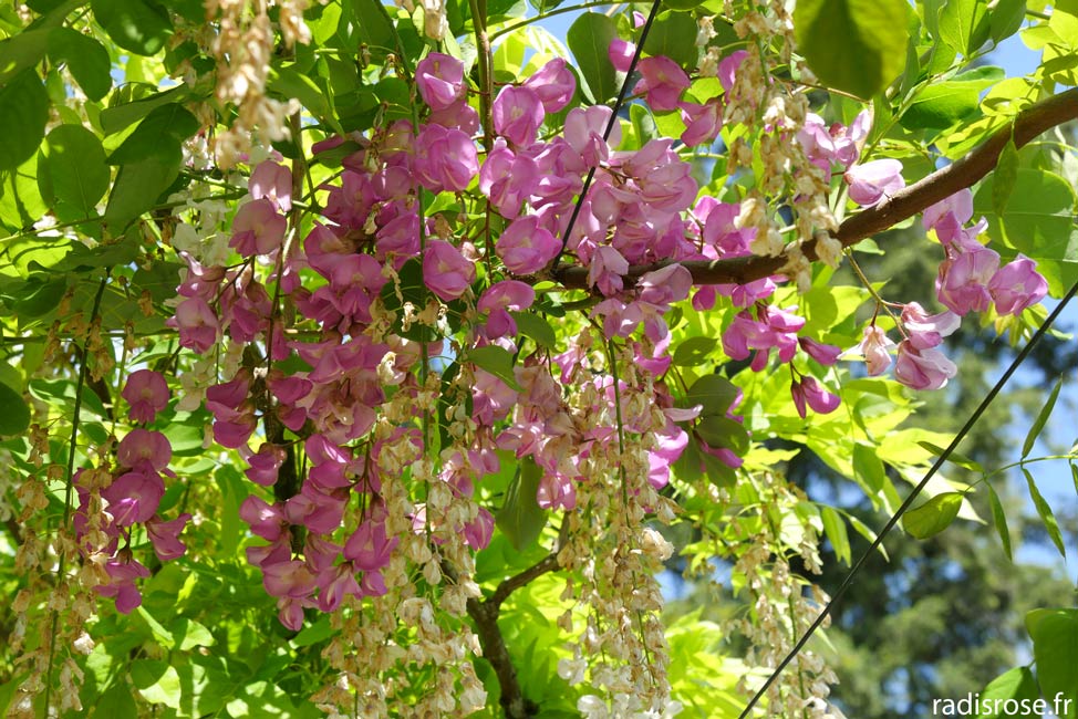 glycine, Le parc floral d’Apremont-sur-Allier, jardin remarquable dans le Berry
