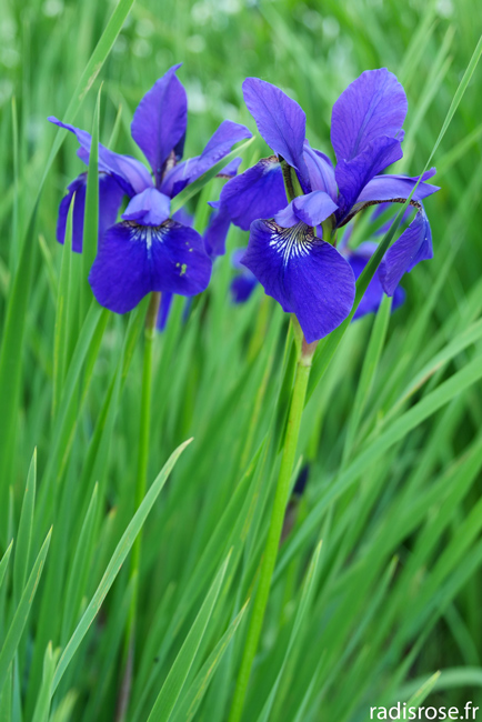 iris, Le parc floral d’Apremont-sur-Allier, jardin remarquable dans le Berry