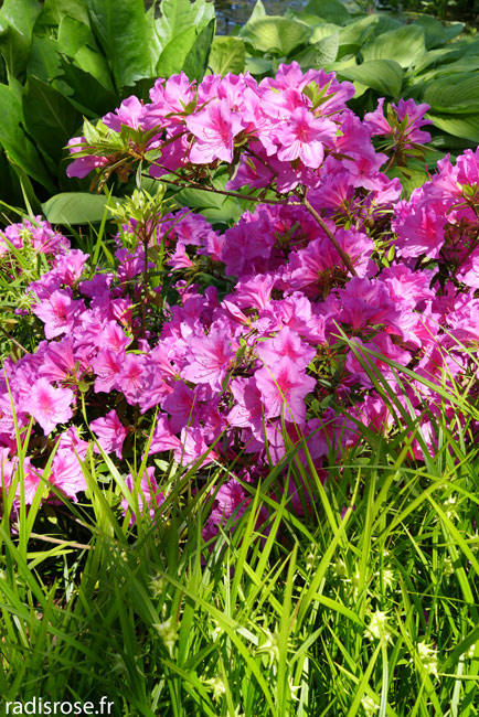 rhodendendrons, Le parc floral d’Apremont-sur-Allier, jardin remarquable dans le Berry