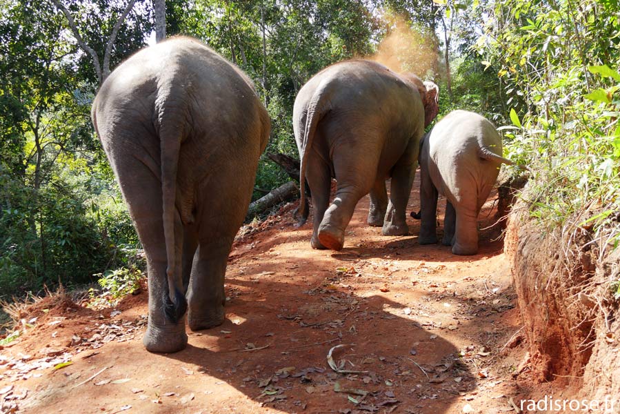 Nourrir les éléphants au Elephant Nature Park à Chiang Mai en Thaïlande