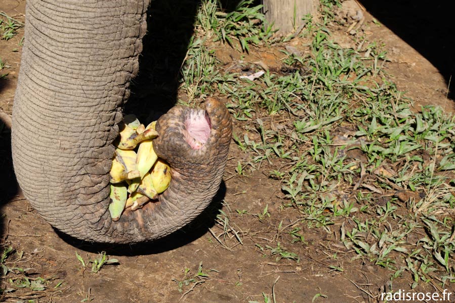 Nourrir les éléphants au Elephant Nature Park à Chiang Mai en Thaïlande