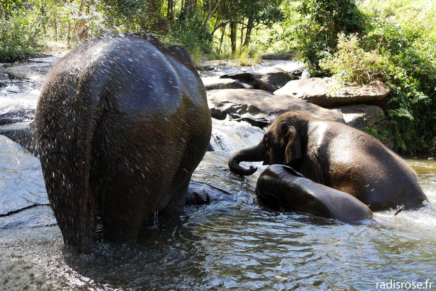 Bain des éléphants au Elephant Nature Park à Chiang Mai en Thaïlande