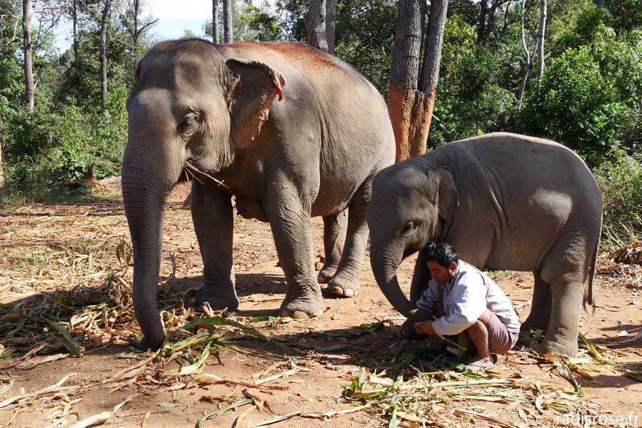 Les éléphants d'un village karen avec leur mahout qui collabore avec Elephant Nature Park à Chiang Mai en Thaïlande