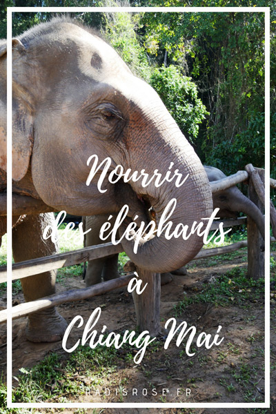 Sanctuaire éléphants Elephant Nature Park à Chiang Mai en thaïlande