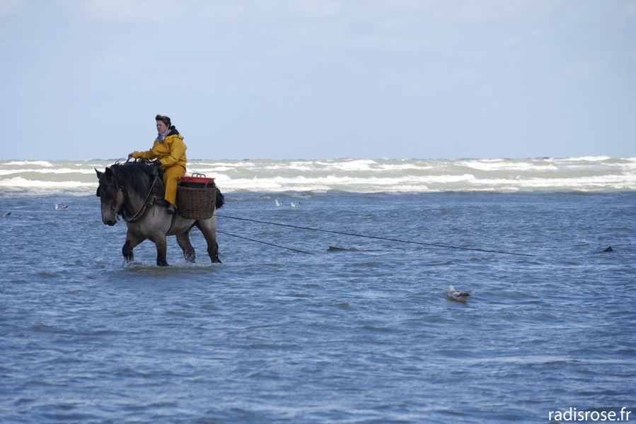 Les pêcheurs de crevettes à cheval à Oostduinkerke Coxyde