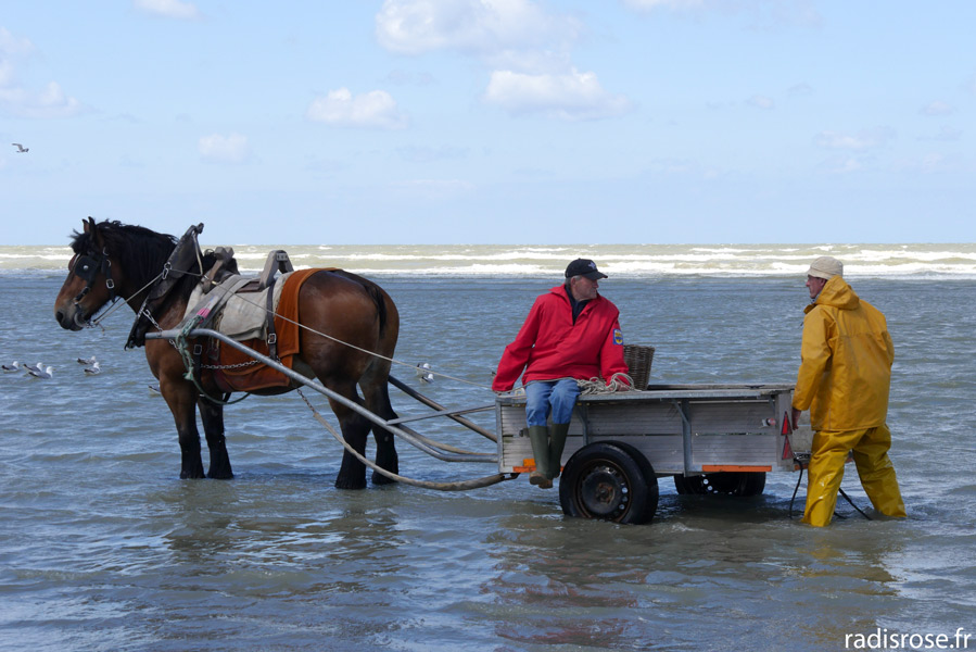 Les pêcheurs de crevettes à cheval à Oostduinkerke
